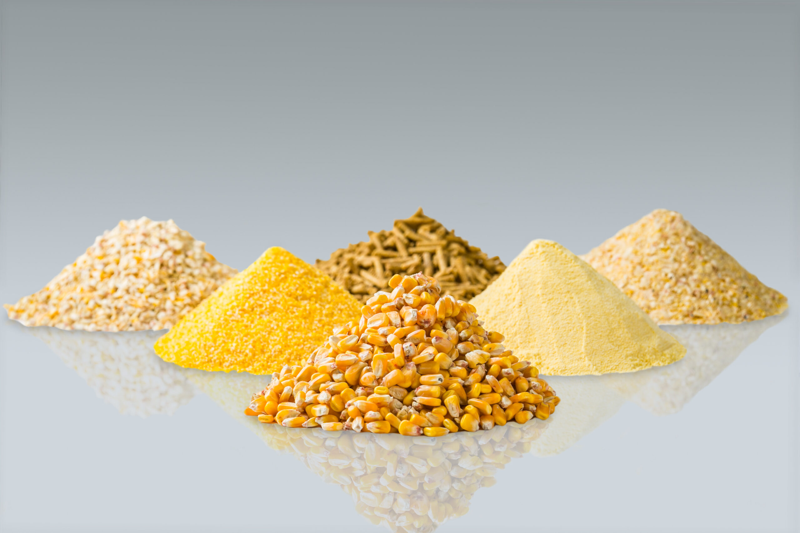 Échantillons de farines, semoules et gritz de maïs pour diverses applications agroalimentaires.