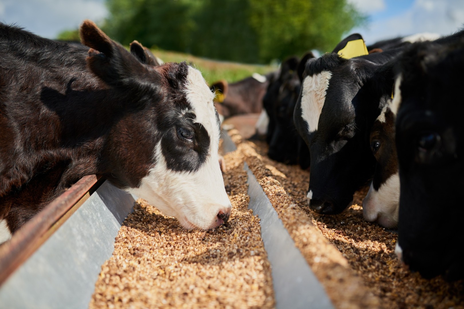 Son de maïs et granulés pour l'alimentation des bovins et porcins.